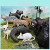 Modelos de Animais Selvagens de PVC de Lobos e Leopardos Com Figuras Estáticas Para Brincadeiras Educacionais e Criativas