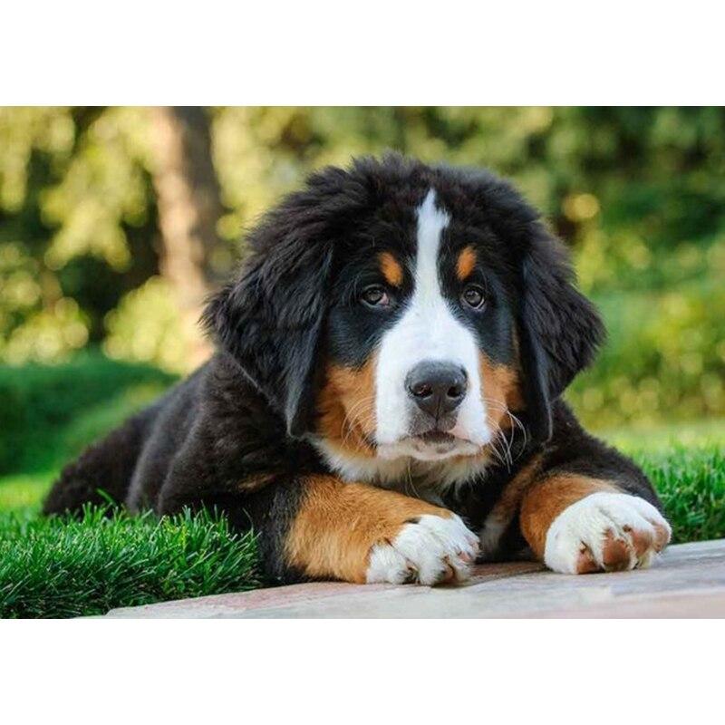 DIY 5D Diamond Painting Animal Full Square/Round Diamond Embroidery Picture Rhinestones Mosaic Dog Cross Stitch Home Decor Gift