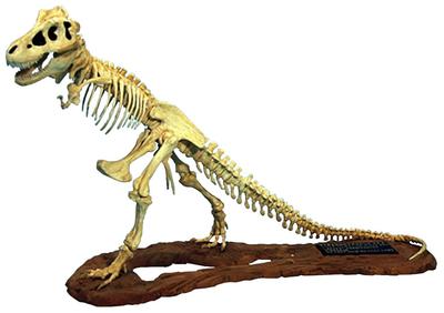 Glenco Model Tyrannosaurus Skeleton Plastic Model GM07906 Molded Color 1/24