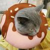 Adjustable Cat Recovery Collar, Cute Cat Donut Collar, Soft Cone Collars for Cat, Wound Healing Protective Cone After Surgery