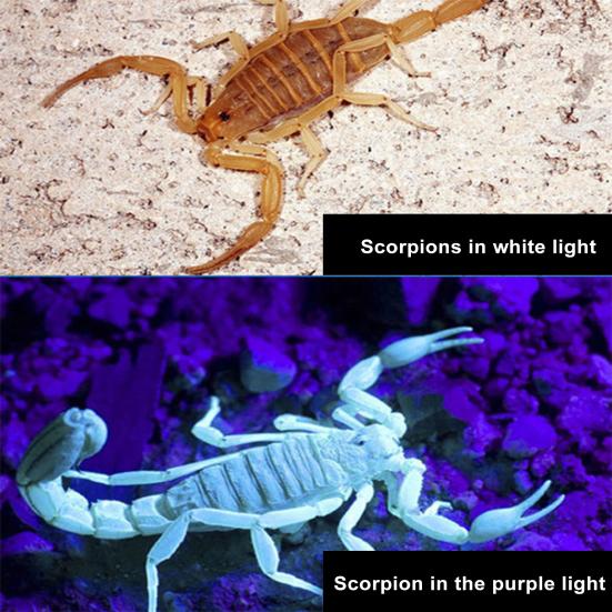 Fishing Headlamp Flashlight Scorpion Inspection UV Light USB Rechargeable LED Head Lamp