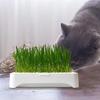 Anti-Pull Out Cat Grass Planter Plastic Wheat Seedling Pot Easy Grow Sprout Tray  Indoor Growing