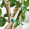 50M Multifunctional Gardening Wire Binding String, Vine Trellis Fixing Device, Fine Wire Plastic-coated Wire, Flower Rack Binding Thread