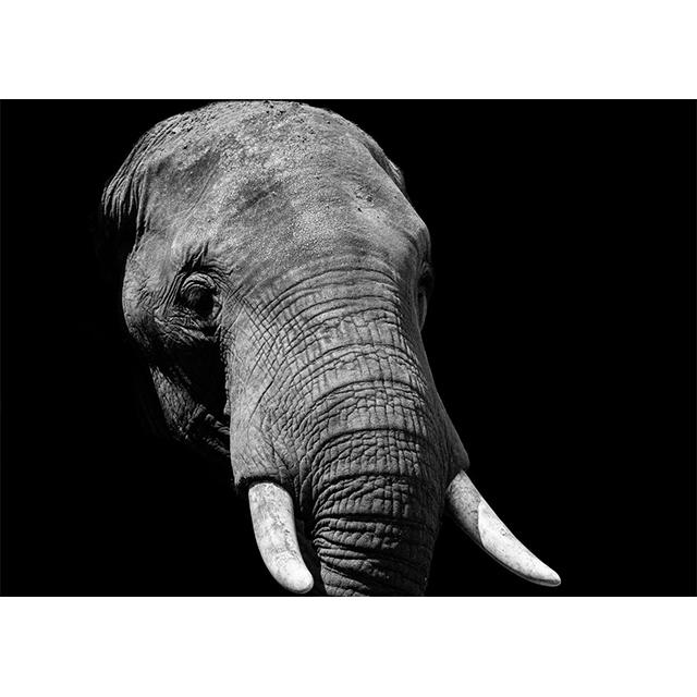 

Animal Hd Face Closeup On Black Background Prints Poster Canvas Painting Modern Wall Art Pictures Living Room Bedroom Home Decor 21x30cm No Framed