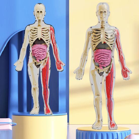 Model lidského těla s podnosem Pinzety Svítící ve tmě Odnímatelné Lidské torzo Anatomie Učební pomůcka Školní studenti Orgány Kosti Učení Vzdělávací hračka