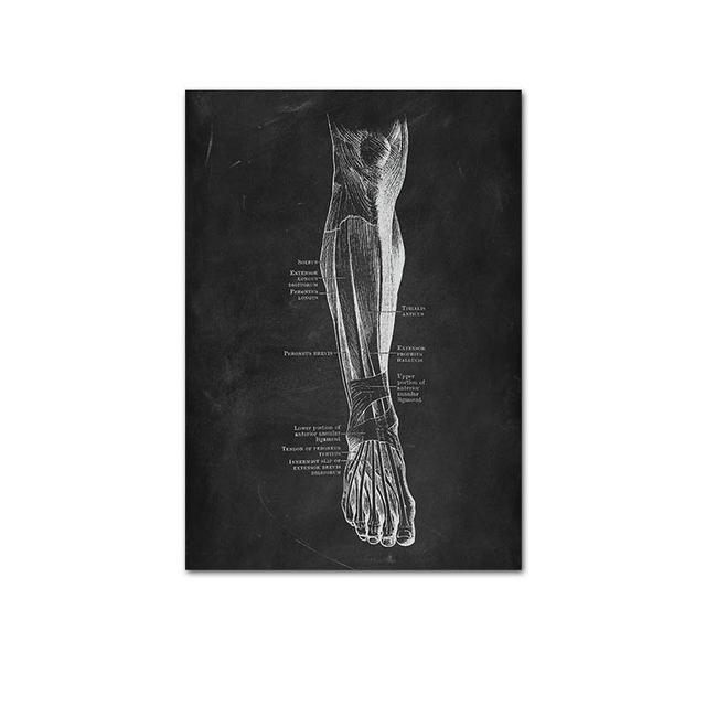 Human Musculoskeletal Heart Anatomy Skeleton Poster Canvas Painting and Printmaking Home Room Painting Decorative Art No Frame