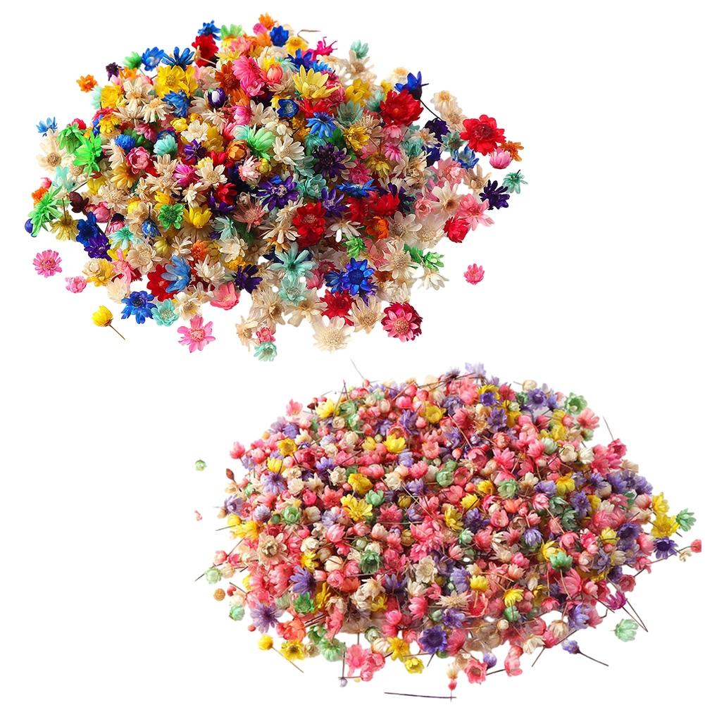 1 Pack/100 PCS Mini Dried Flowers Dried Flower Materials