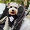 Dog Tuxedo Vest with Bow Tie, Formal Wedding Harness Outfit for Small Dogs, Puppy Party Suit Costume with Chest Strap