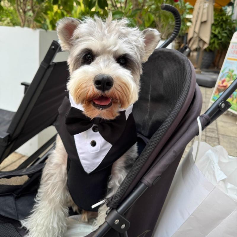 Dog Tuxedo Vest with Bow Tie, Formal Wedding Harness Outfit for Small Dogs, Puppy Party Suit Costume with Chest Strap