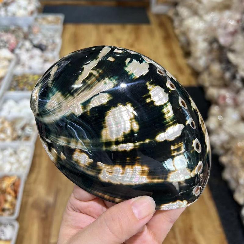 Home Decoration Red Pattern Abalone SeaShells Home Accessories Conch Fish Tank Aquarium Creative Decoration Lucky Conch Specimen