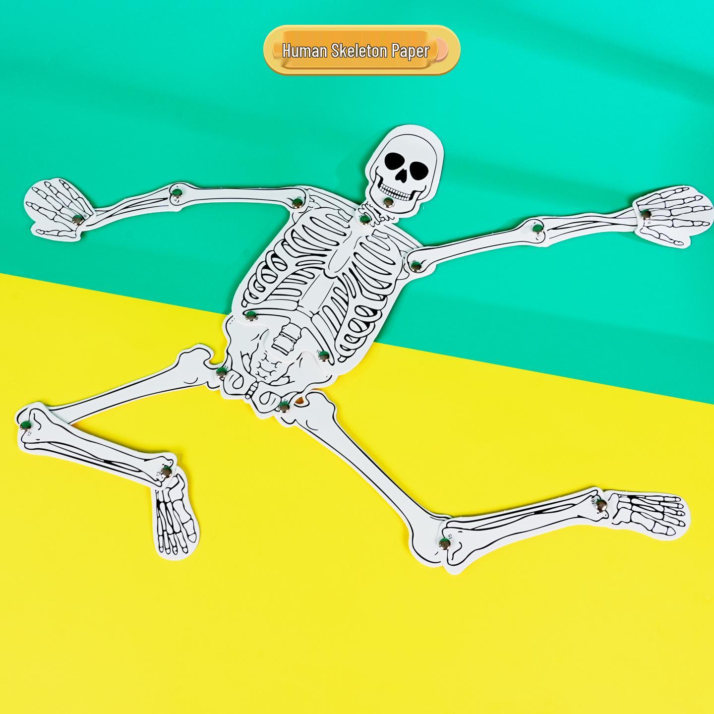 Handmade DIY Human Skeleton Assembly Kit for Kindergarten STEAM Science