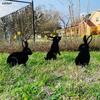 Ogrodnictwo i kształtowanie krajobrazu – Dekoracje ogrodowe