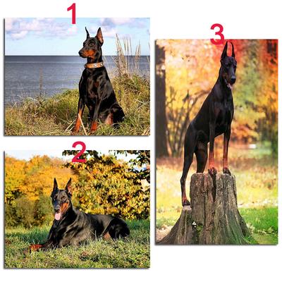 dirt customs doberman