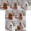 West Highland White Terrier Plush Toy With Pp Cotton Filling For Kids Gift