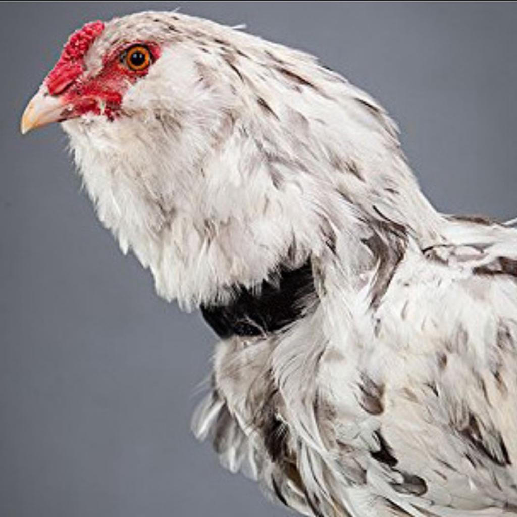 8Pcs/set Chicken Anti Crow for Poultry