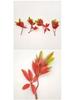 Bifurcate Maple Leaf Aquatic Plant Plastic Decor: Green Simulation Grass, Flower, and Leaves for Cake and Hotel Decoration.