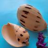 Conch Shells & Starfish for Hermit Crabs: Aquarium Decor & Drift Bottle Accessories