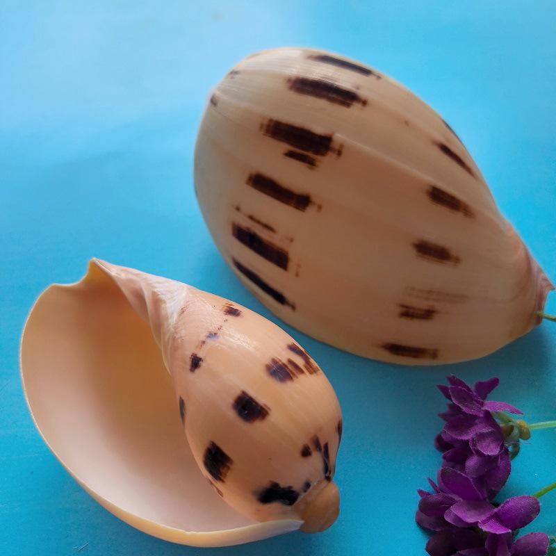 Conch Shells & Starfish for Hermit Crabs: Aquarium Decor & Drift Bottle Accessories