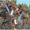 Bird Repellent Tape Garden Reflective Trap To Scare Away Birds