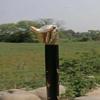 Antique Style Victorian Vintage Designer Brass Handle Cane Wooden Walking Stick