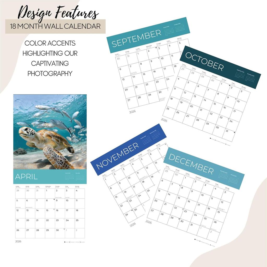 Sea Animals Wall Calendar | Sea Life Calendar | 12" x 24" Open | Giftable Calendar 2026 | Thick & Sturdy Paper for Organizing & Planning | Pacific