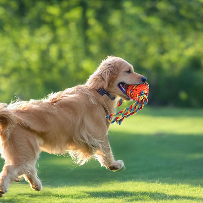 Pet Supplies: Knots, Teething Sticks, Dog Toothbrushes, Interactive Dog Toy Balls
