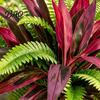 Spring Summer Seasonal Wreath Artificial Fern And Red Dracaena Plants, UV Resistant Decorative Faux Plant, Home Accents Realistic Plants for
