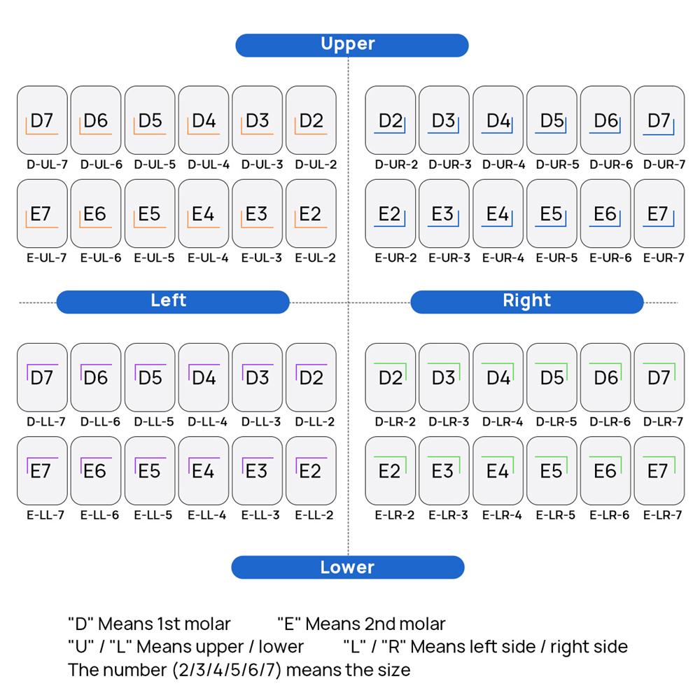 5Pcs Dental Crowns Preformed Metal Crown Stainless Steel Temporary Crowns Dentistry Orthodontic Material Therapy Tools
