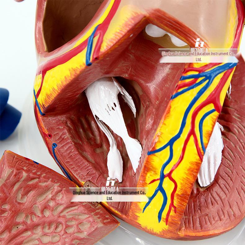 Authentic Human Heart Anatomy Model with Detachable Parts, B-Ultrasound & Color Ultrasound Compatible, 5:1 Scale