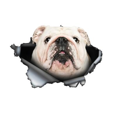 Cute White Bulldog Car Decals Bumper Window Animal Stickers Car Accessories Waterproof Vinyl Material