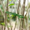 50 Pcs Plastic Garden Plant Cable Ties Adjustable Plant Fixed Tie Reusable Tree Locking Cable Ties Tools Gardening Accessories