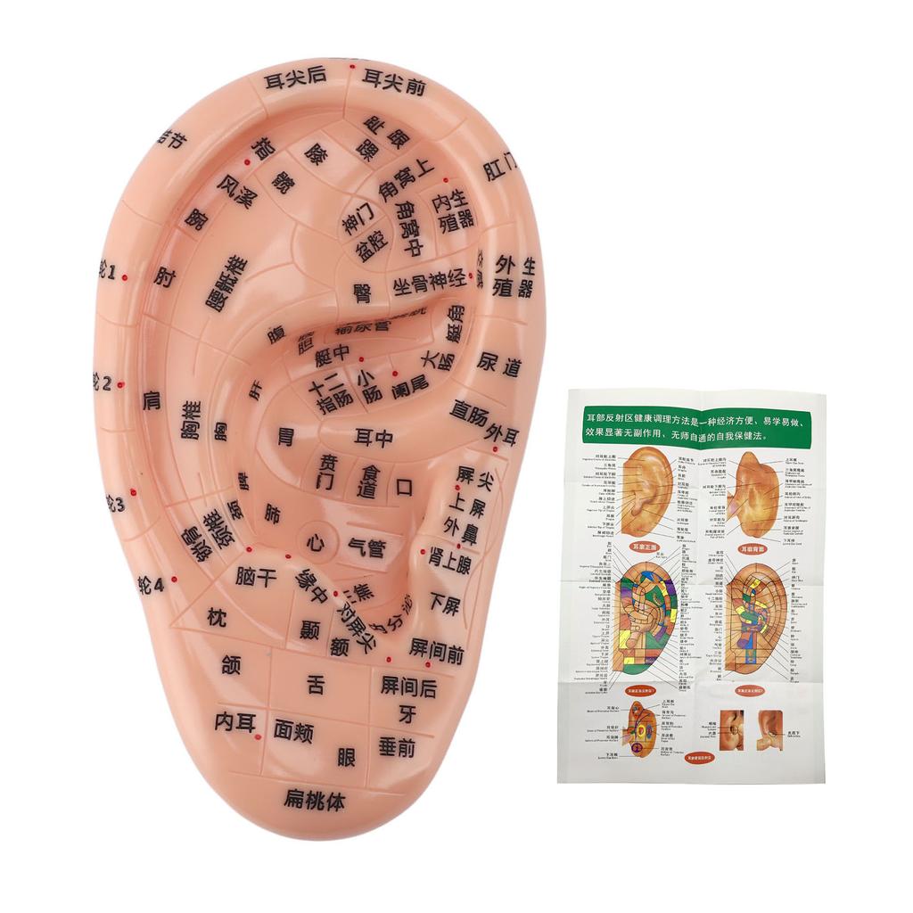 17cm Acupuncture Points Ear Massage Model Ear Zone Massage Model for Teaching Reflexology with