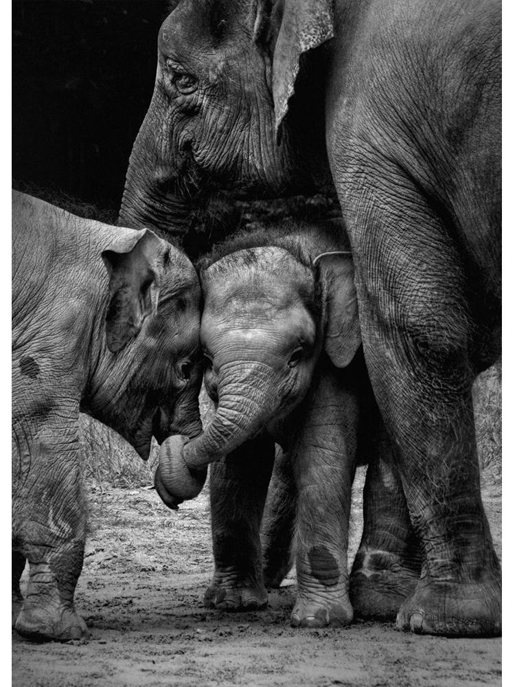 Wildlife Elephant Family Posters Canvas Painting Animal Father Mother Baby Love Wall Art Picture For Modern Room Home Decoration