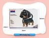 BeleDi Micro Building Blocks: Educational Pet Model Toy for Kids