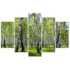 Five Piece Picture Canvas Print Birchwood Forest