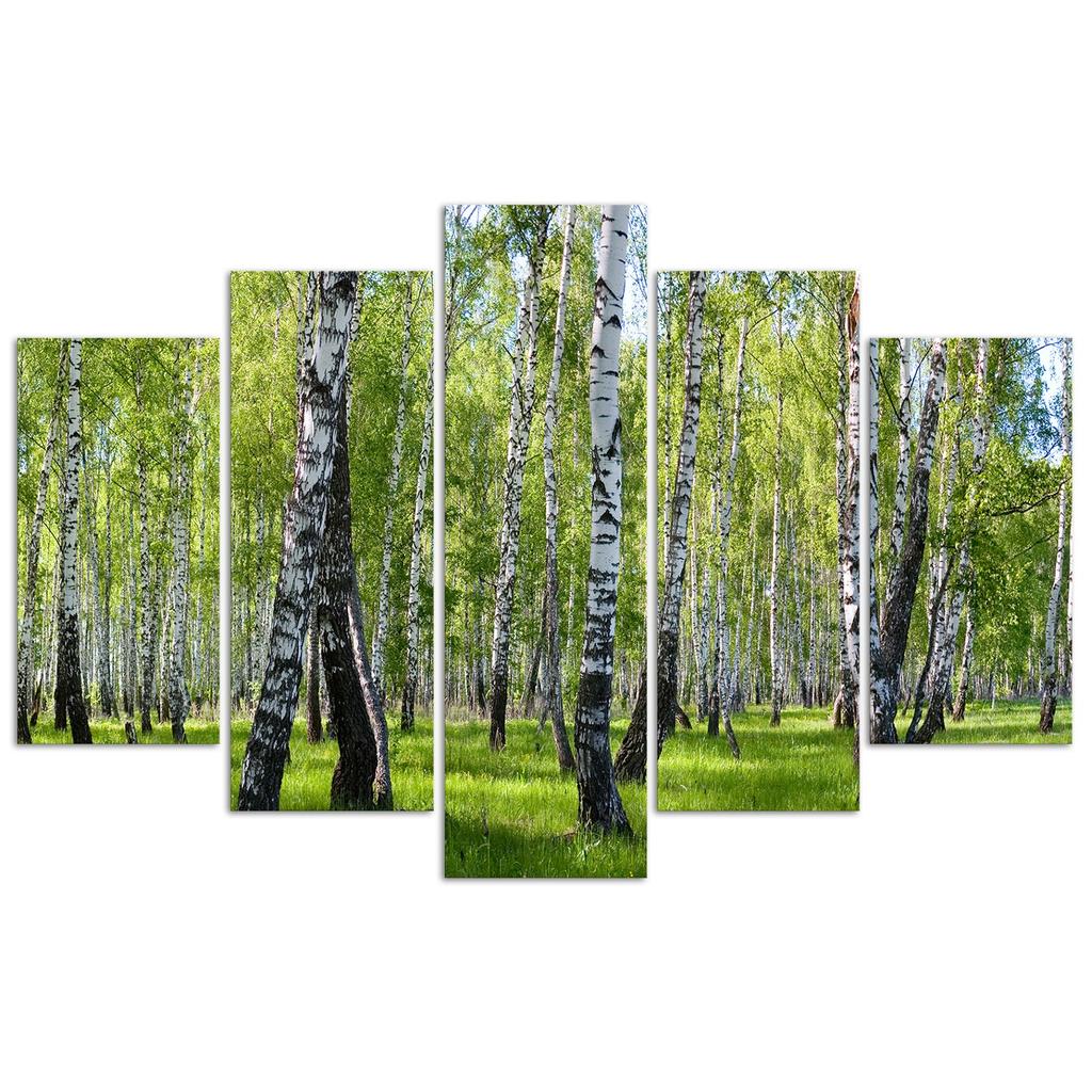 Five Piece Picture Canvas Print Birchwood Forest