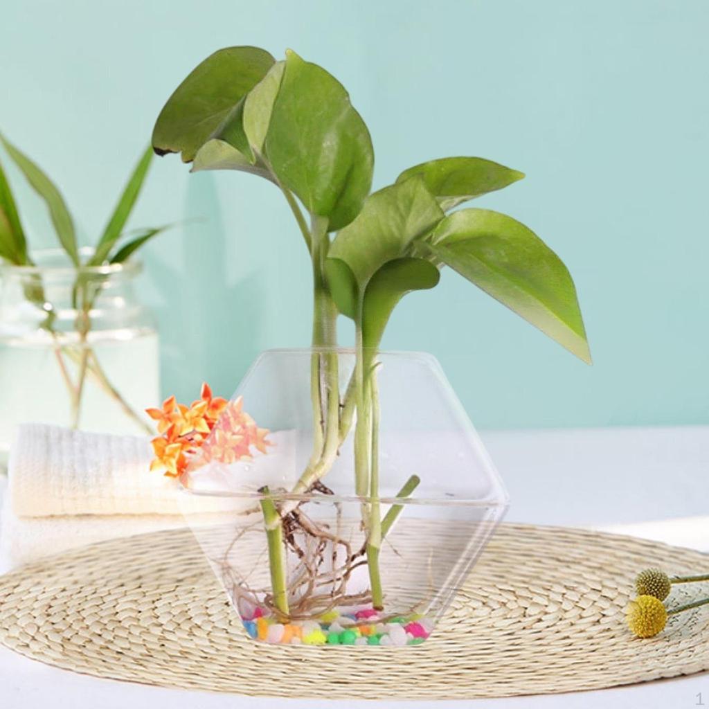 Wall Planter Garden Decor Easily Install for Indoor Plant Glass Vase Hanging Mom Air Plants