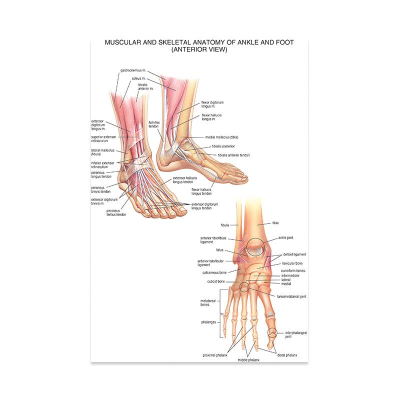 Anatomical Muscular System Poster Human Body Anatomy Chart Medical Educational Canvas for School Decor