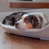 Ferplast Siesta DX 10 Dog Washable Bed Plastic House White