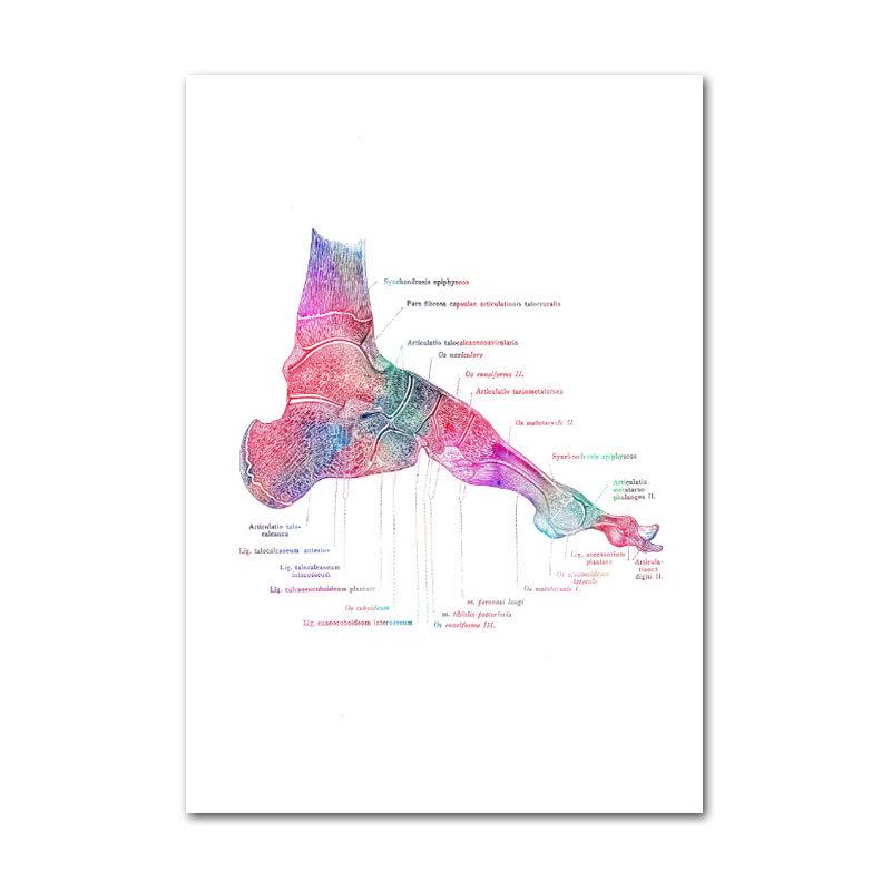 

Современная анатомия человека Сустав стопы Холст Арт Постер