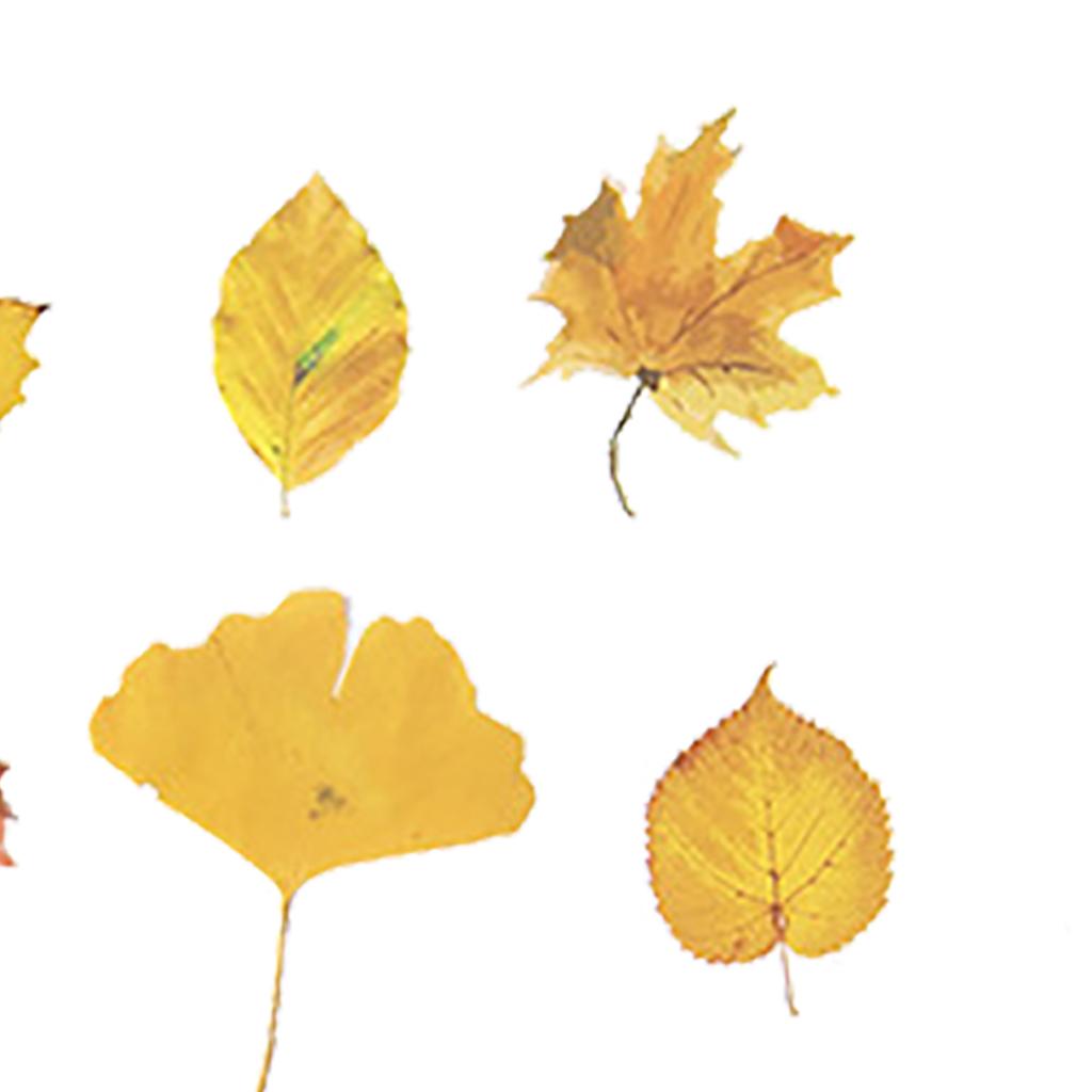 Leaf Scrapbook Stickers Decorative PET Fall Leaves Scrapbooking Decals for Journaling Photo Album 40pcs