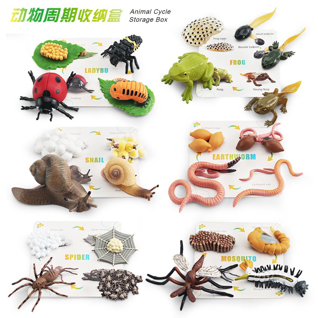 Simulation Animal Growth Cycle Storage Box Set Ornament Mosquito Spider Ladybug Frog Earthworm Snail Model