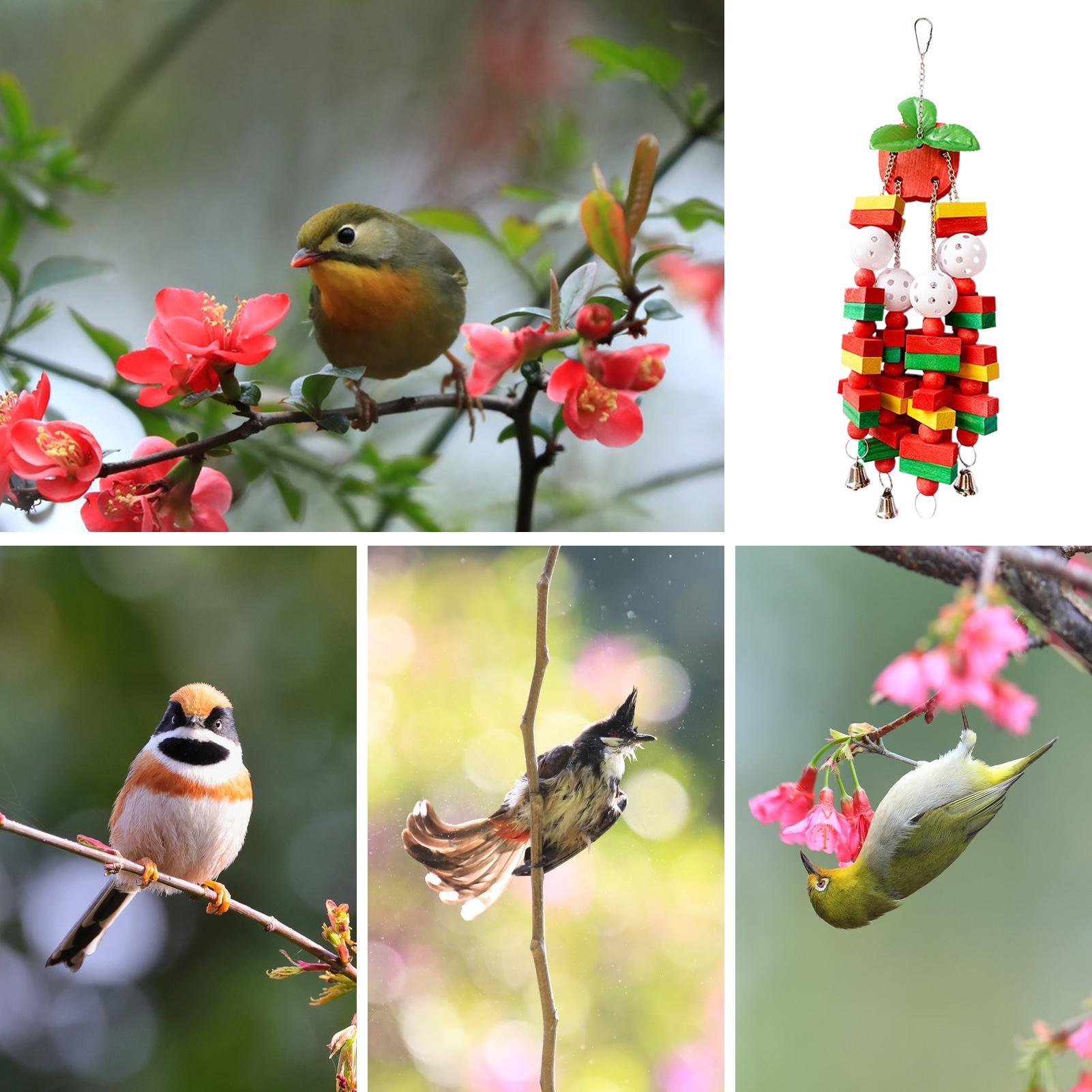 Bird Foraging Toys Conure Toys Bird Cage Accessories Interactive Games For Beak Grinding Chewing Climbing Parrot African Grey China Mainland