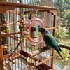 Wear-Resisting Bird Mirror Perch Spinning Puzzle Bird Flying Saucers  Bird Supplies
