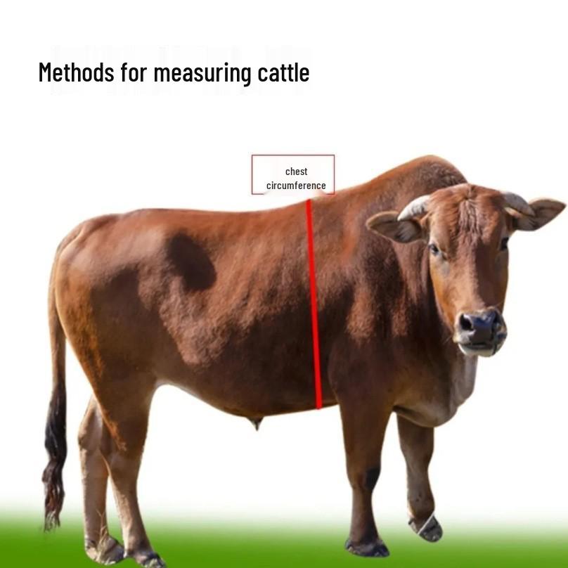 Animal Chest and Girth Measuring Tape for Cows, Pigs, and Sheep