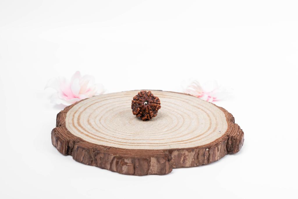 6-Mukhi Nepalesischer Rudraksha-Samen | Zertifizierter Echter Rudraksha für Spirituelles Wachstum | Echtes Heiliges Korn für Meditation & Heilung von Navratan Gems