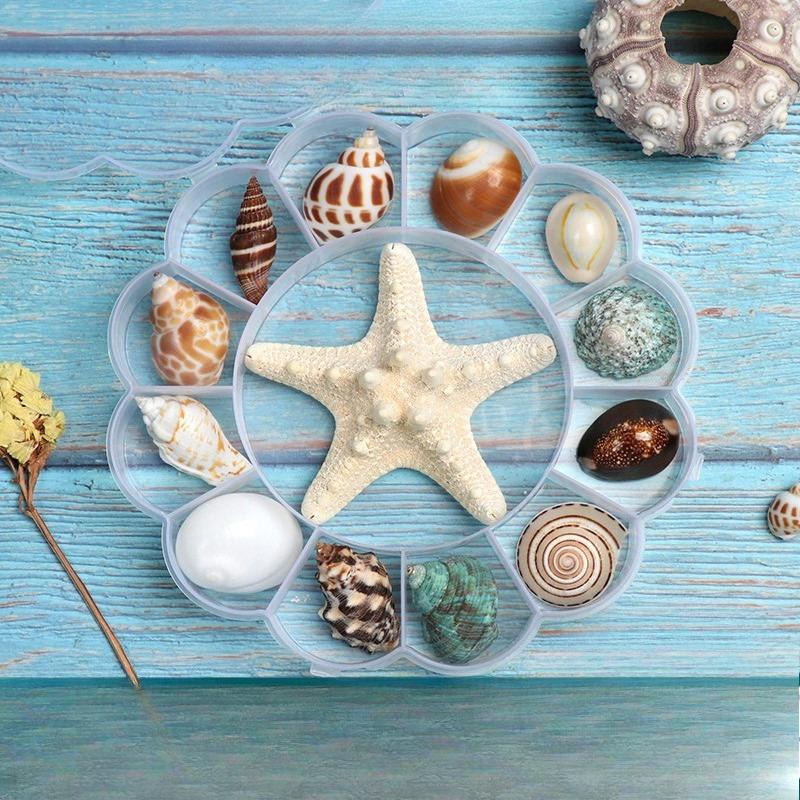Shell Conch, Popular Science Materials, Specimens, Snail Storage Set, Gift Box, Kindergarten Marine Life Collection
