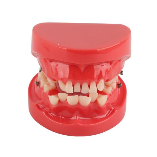 

Стоматологическая модель зубов Typodont, обучающий инструмент, 24 зуба, резиновая стоматологическая демонстрационная модель для изучения