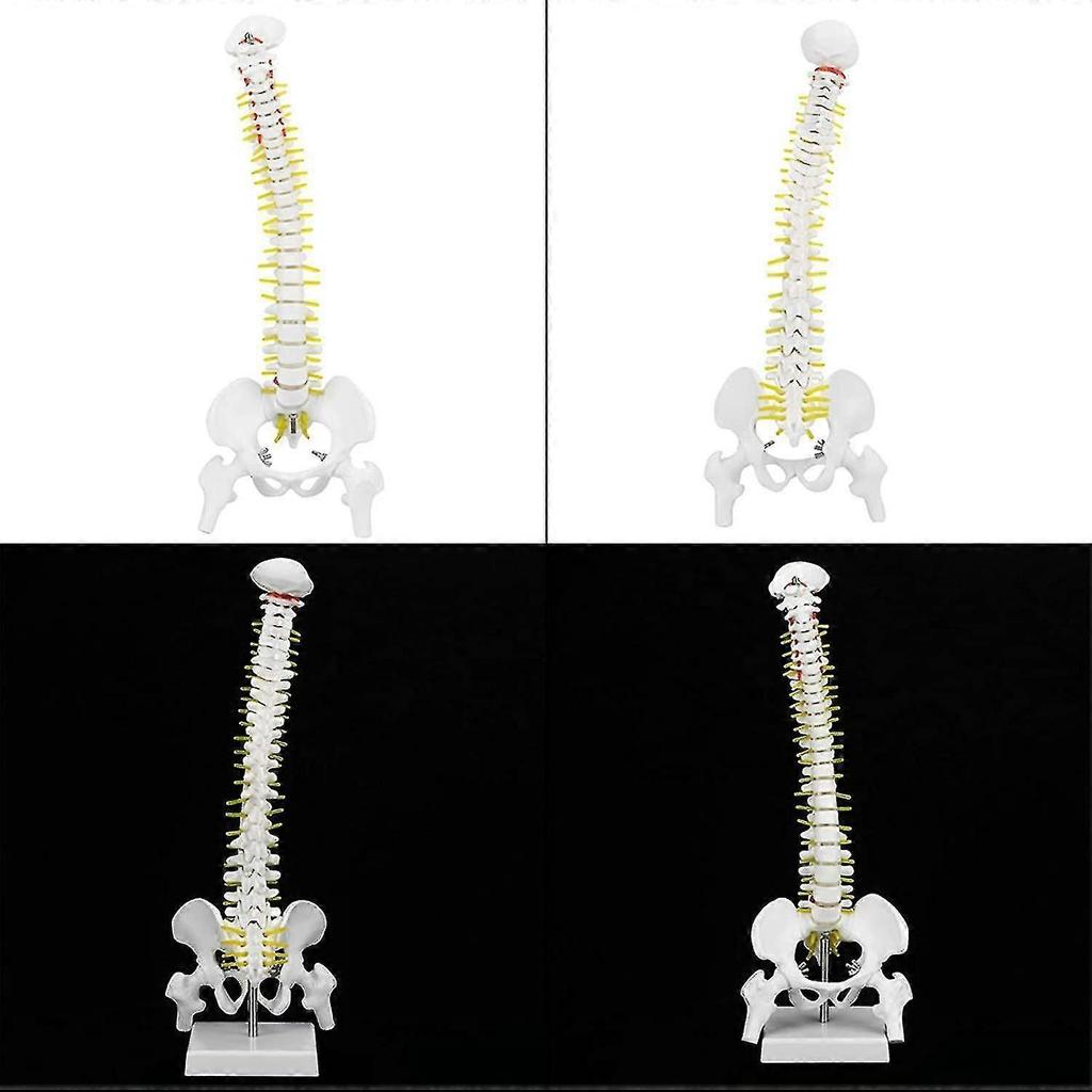 Biological Model 45cm Anatomical Flexible Human Spine Vertebral Lumbar