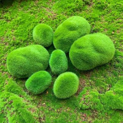 Décoration de la maison – Terrariums décoratifs